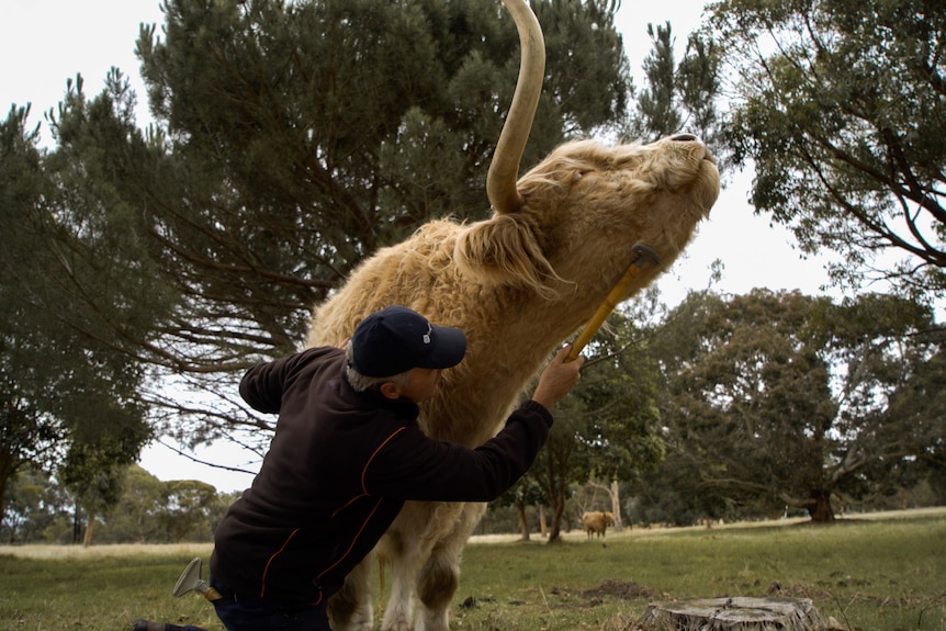 Man brushes a cow with large horns.