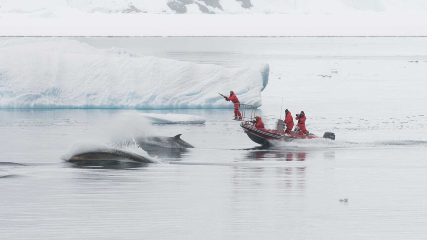 A tagging team attempts to tag a minke whale in Antarctic waters.