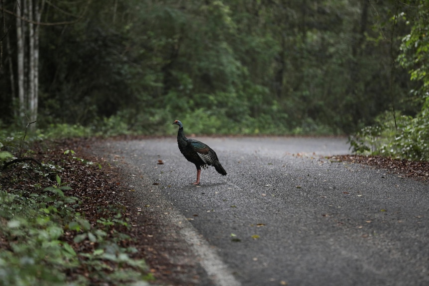 A turkey stands on a narrow gravel path through the jungle. 