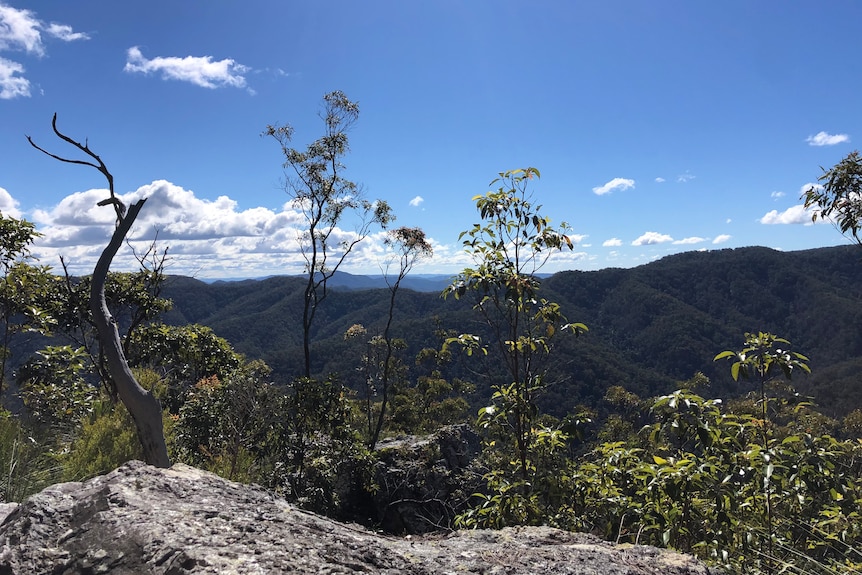 Mountains are seen in the distance of this shot seen from the peak of a mountain with trees in the foreground.