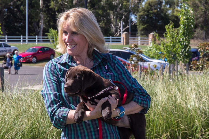 A woman holding a chocolate labrador puppy Arabella