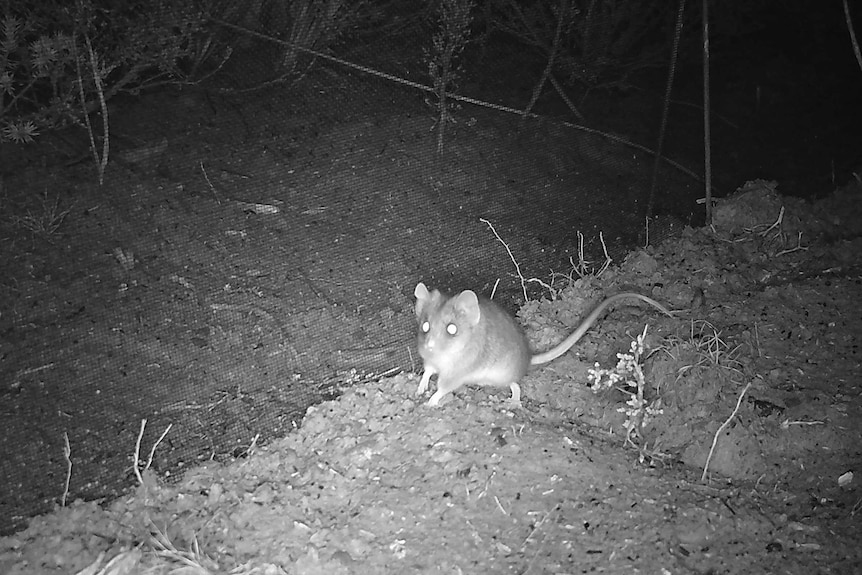 Camera image of a dunnart on Kangaroo Island