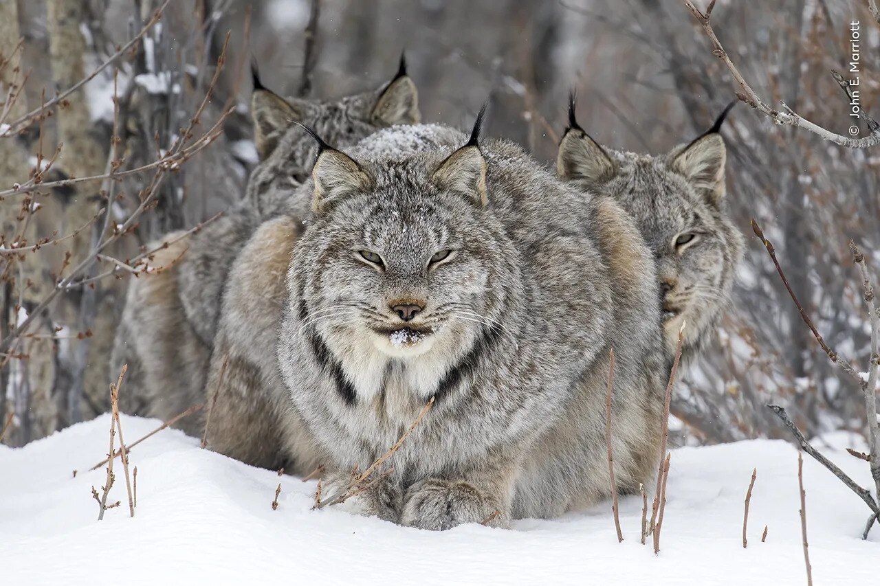 A lynx resting in the snow with its fully grown young behind it