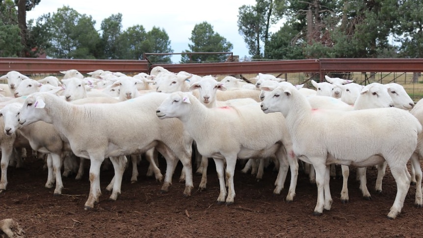 Australian White ewes standing in a pen