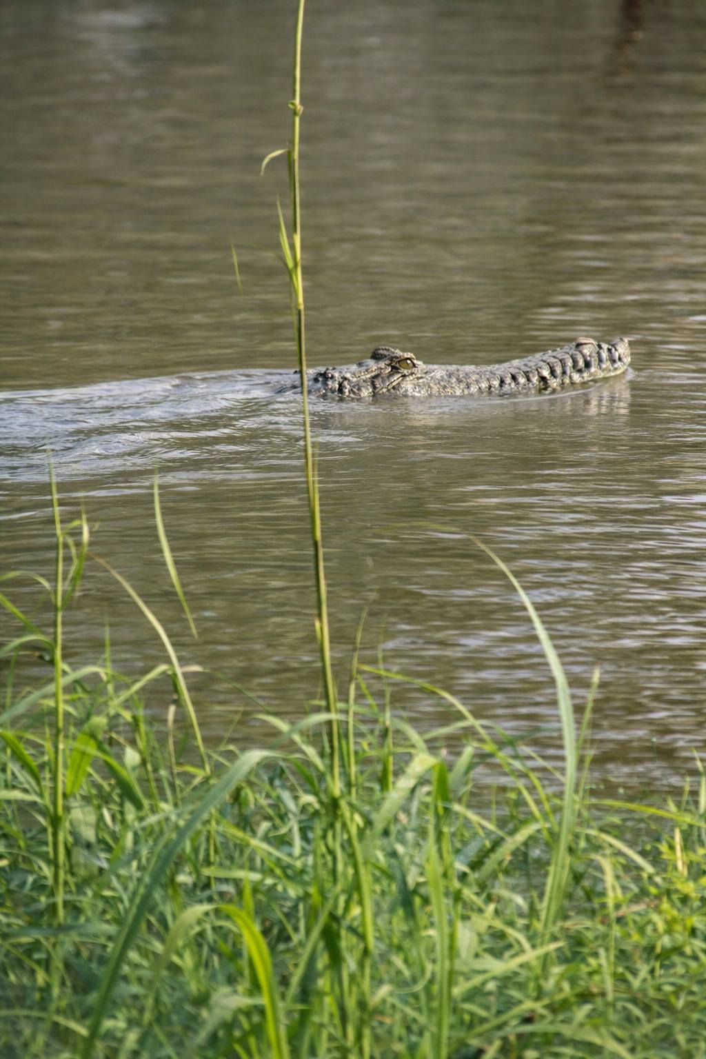 Crocodiles found 'galloping' over roads, lurking near homes amid NT floods