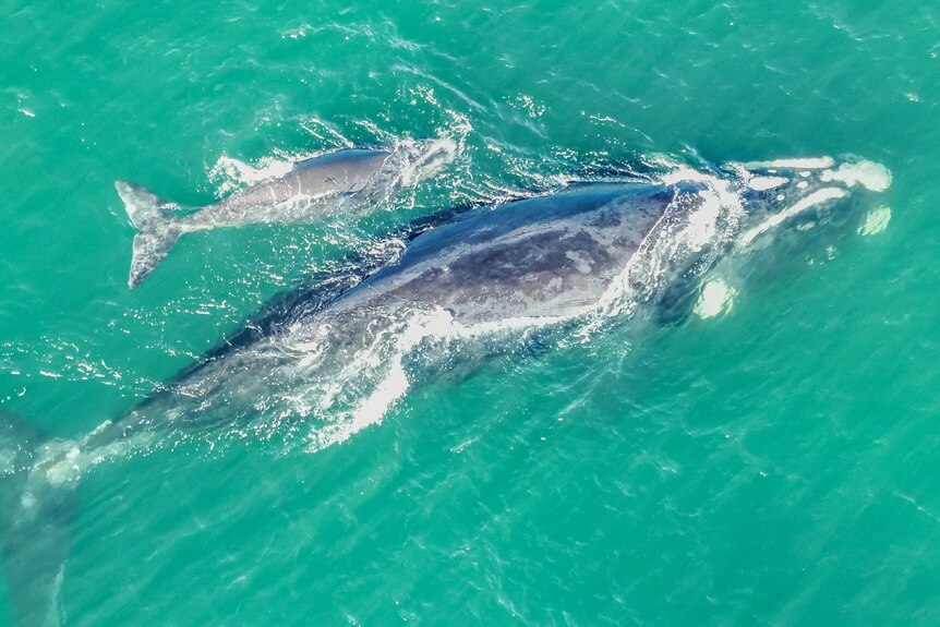 A mother whale and calf, swimming side by side in clear water.