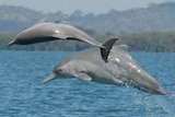 Unnamed species of humpback dolphin