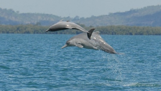 Unnamed species of humpback dolphin