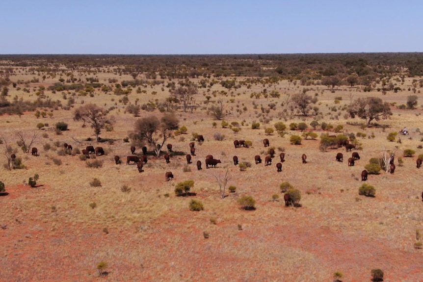 Photo of cattle in the desert