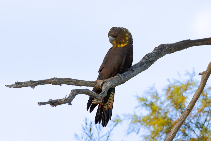 A large black cockatoo sitting on a branch.