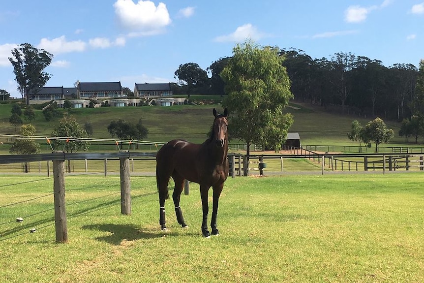 Winx enjoys her paddock spell on a farm outside Sydney
