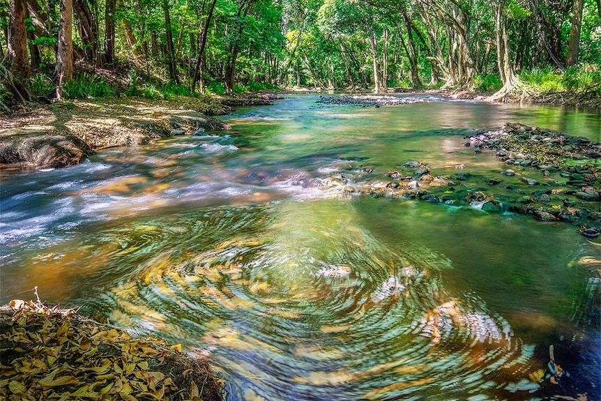 A tropical stream surrounded by trees