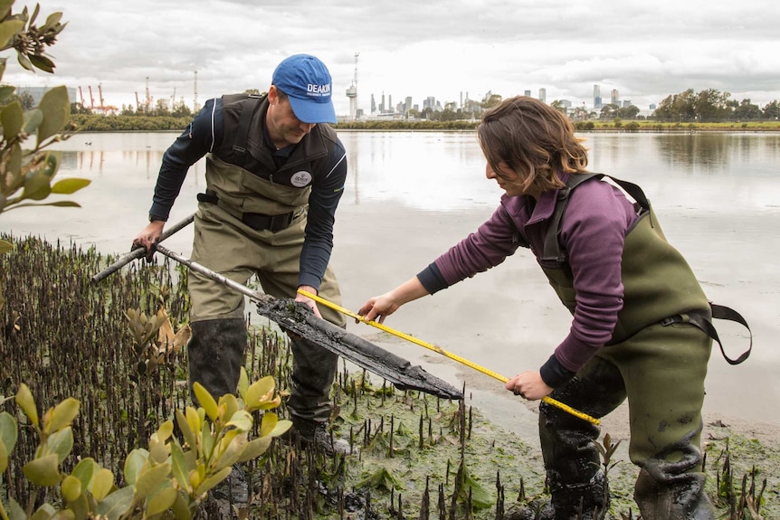 Two  scientists wearing waders taking samples from muddy mangroves with the city of Melbourne in the background.