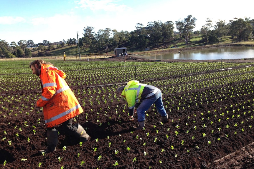 Workers plant lettuces at Houston's Farm, Forcett Tasmania.