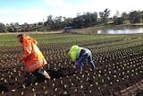 Workers plant lettuces at Houston's Farm, Forcett Tasmania.