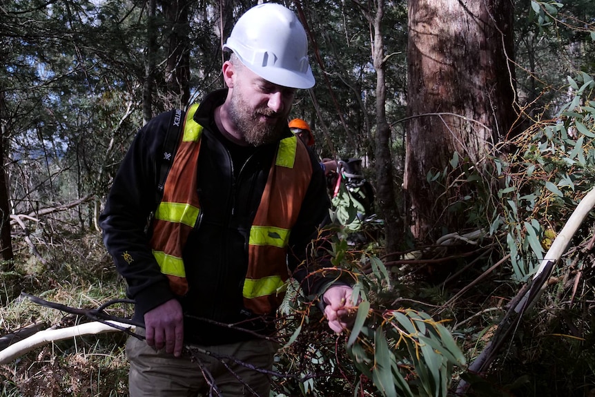 A man wearing hi-vis and a helmet inspects some branches.