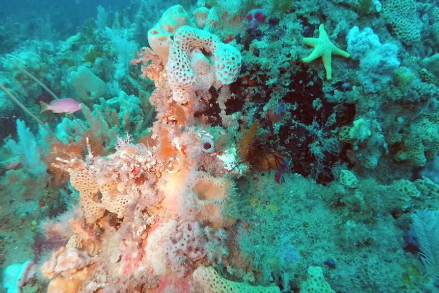 A coral reef found deep beneath the sea at Wilsons Promontory Marine National Park.