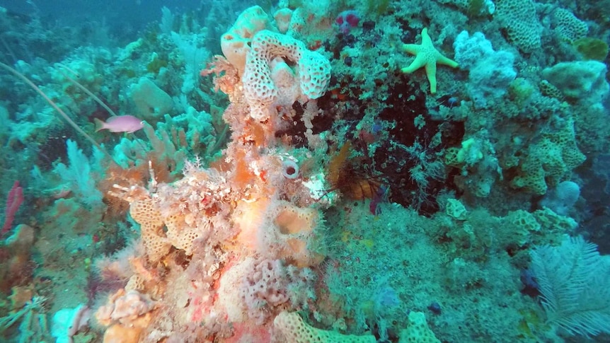 A coral reef found deep beneath the sea at Wilsons Promontory Marine National Park.