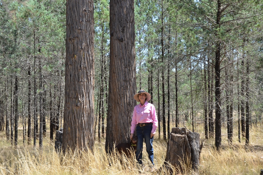 And older owman in a pink shirt and wide hat stands in a pine forest with her working dog. 