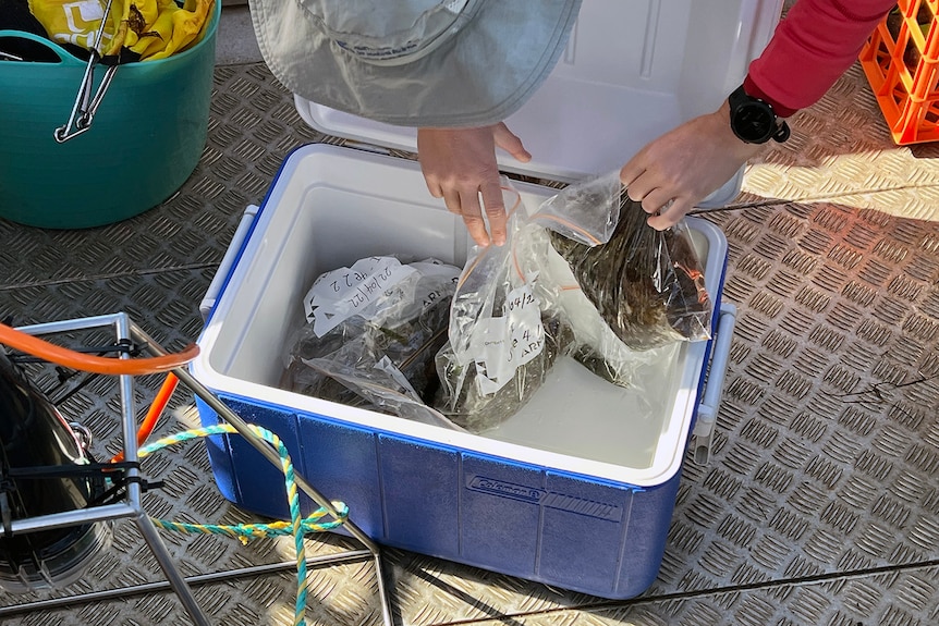 An esky full of zip lock bags containing various seaweed samples.