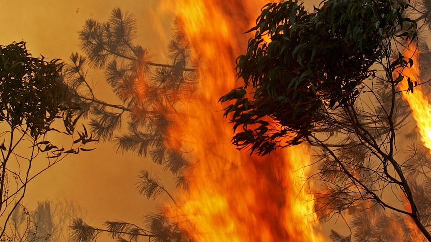 Fire rages behind the canopy of both a eucalyptus and pine tree.