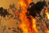 Fire rages behind the canopy of both a eucalyptus and pine tree.