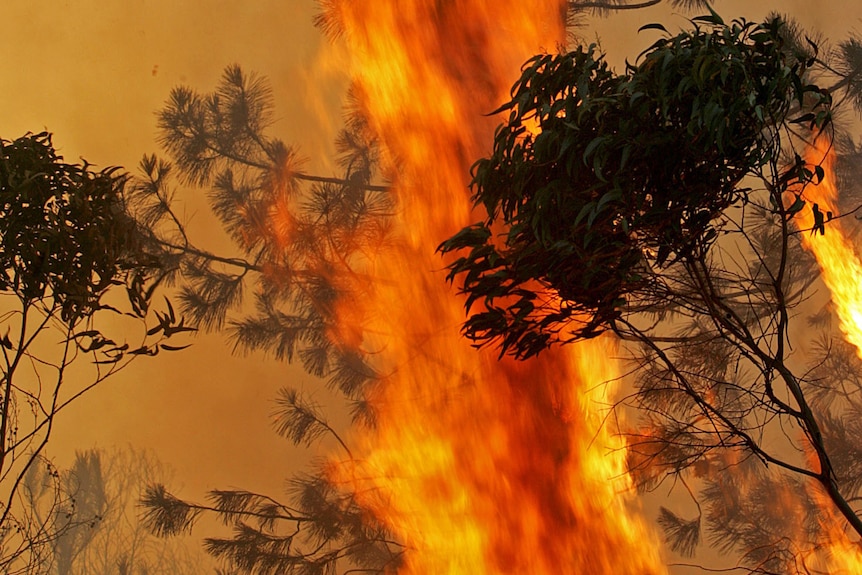 Fire rages behind the canopy of both a eucalyptus and pine tree.