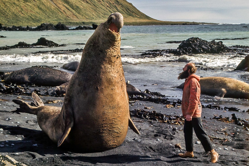 Elephant seal on Macquarie Island