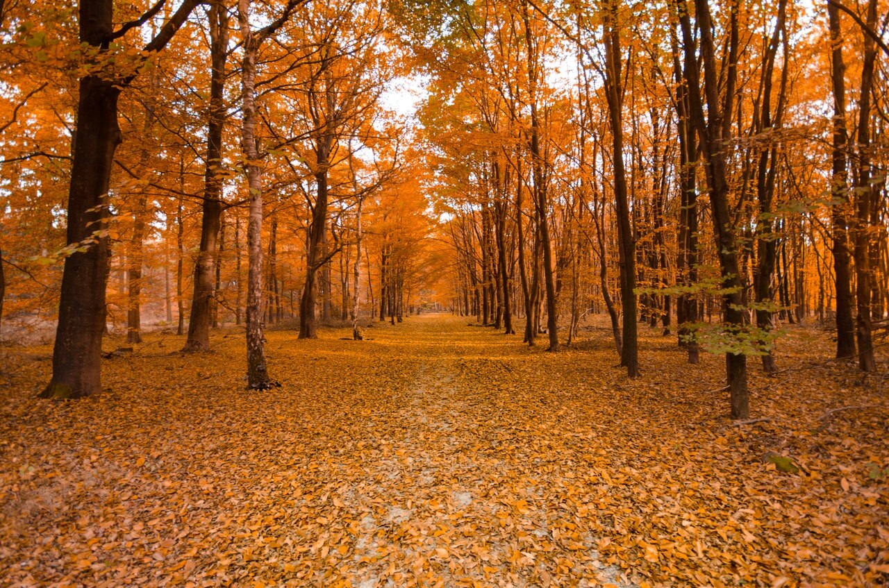 Lost and Found — Autumn episode artwork