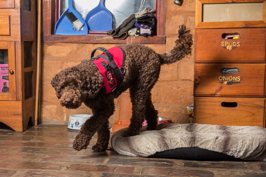 Sophie the labradoodle wearing her assistance dog training jacket.