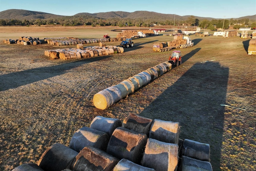 A red tractor moves a hay bale into a long line of bales sitting on the ground, there are other tractors doing the same behind. 