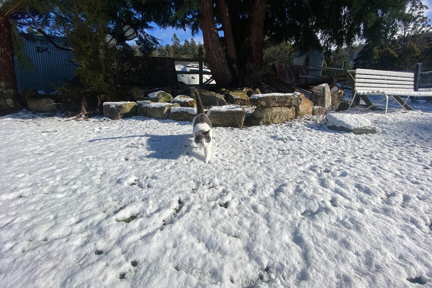 Tacocat exploring the snow at Fern Tree