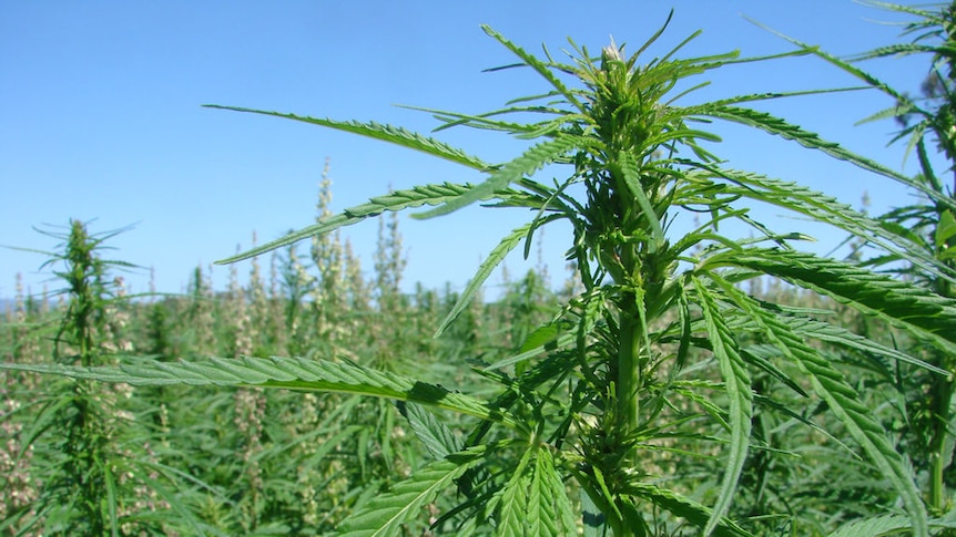 Medicinal marijuana trial rejected.
