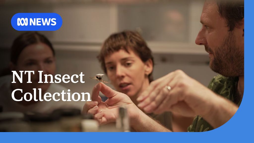 More than 56,000 insects archived in Darwin over 50-years - ABC News
