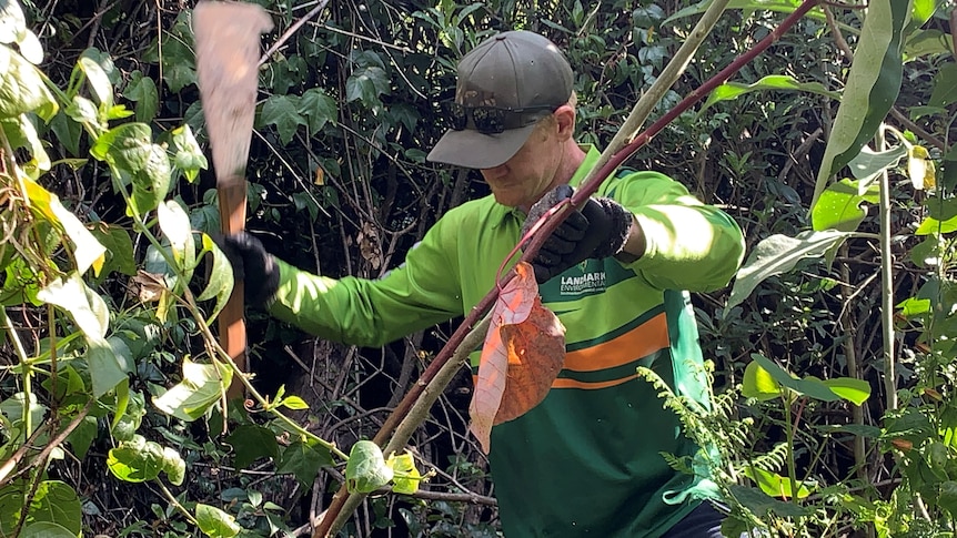 Specialist environmental crews culling weeds in Lamington National Park 