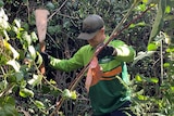 Specialist environmental crews culling weeds in Lamington National Park 