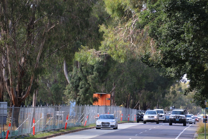 Traffic moves along Canberra's leafy Northbourne Avuenue.