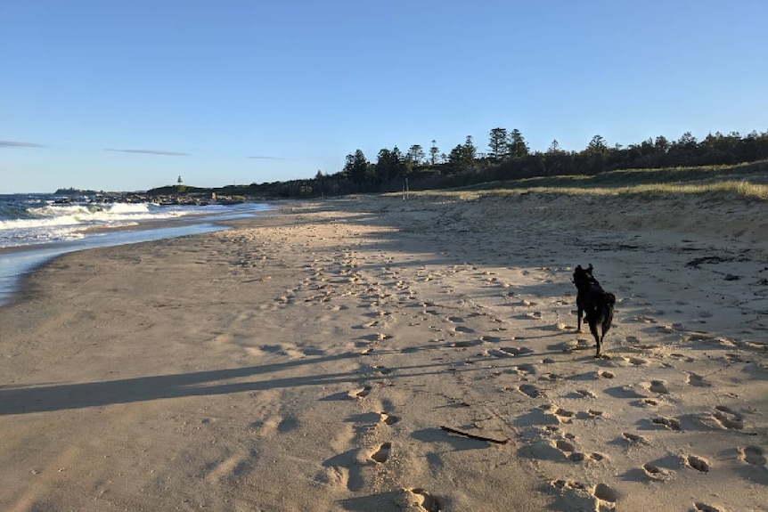 A black dog runs along some sand in the sunset