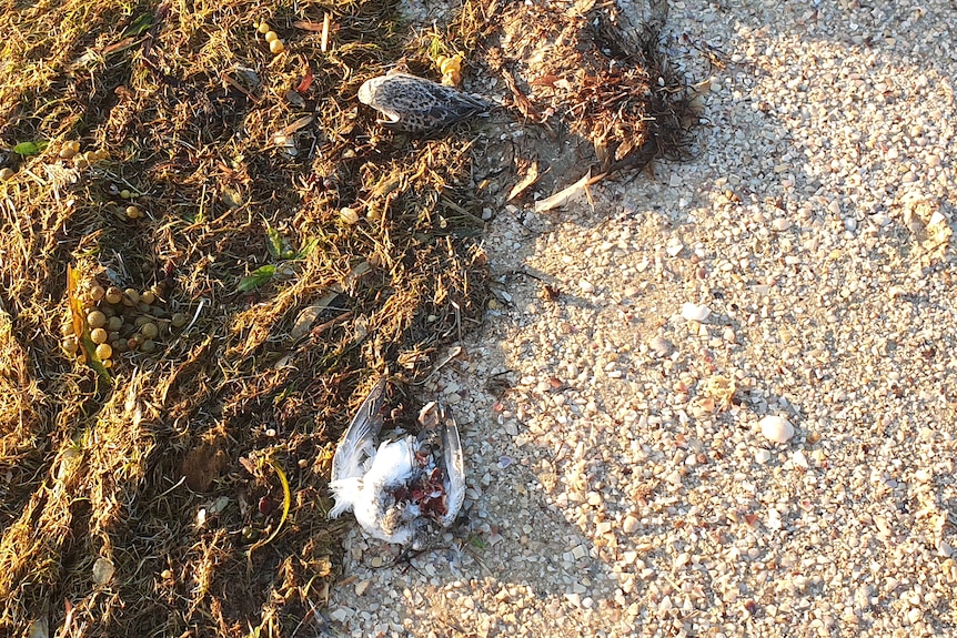 Two birds lay dead on a beach with seaweed and sand