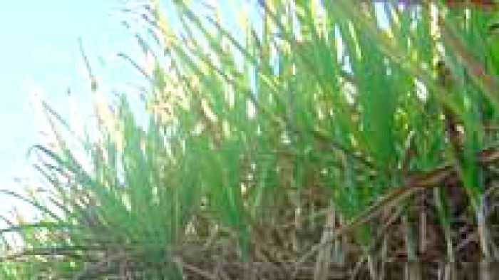 There are hopes rainfall will improve salt water affected cane