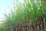 There are hopes rainfall will improve salt water affected cane