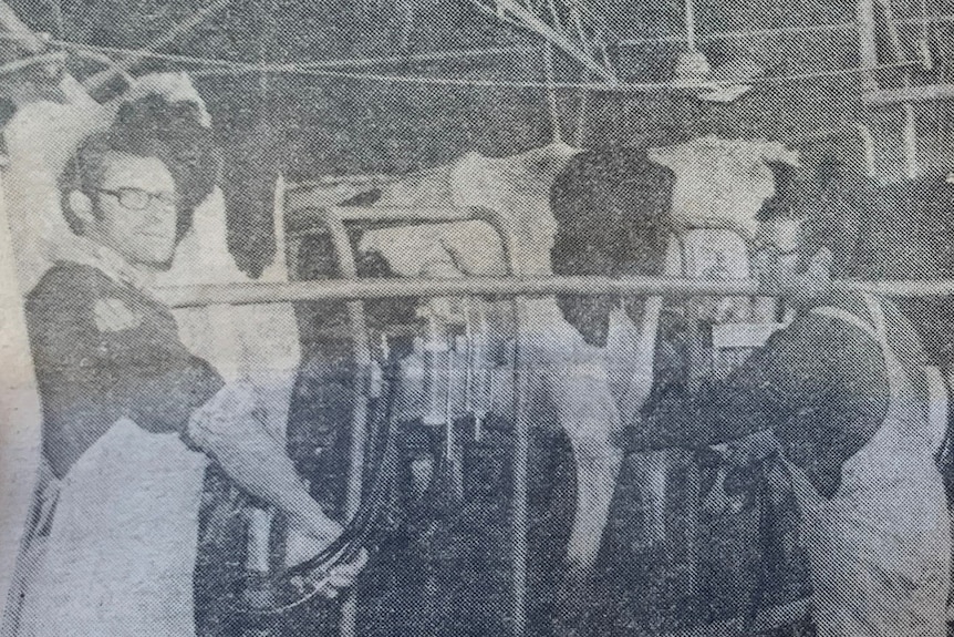 An old newspaper clipping of two men milking cows