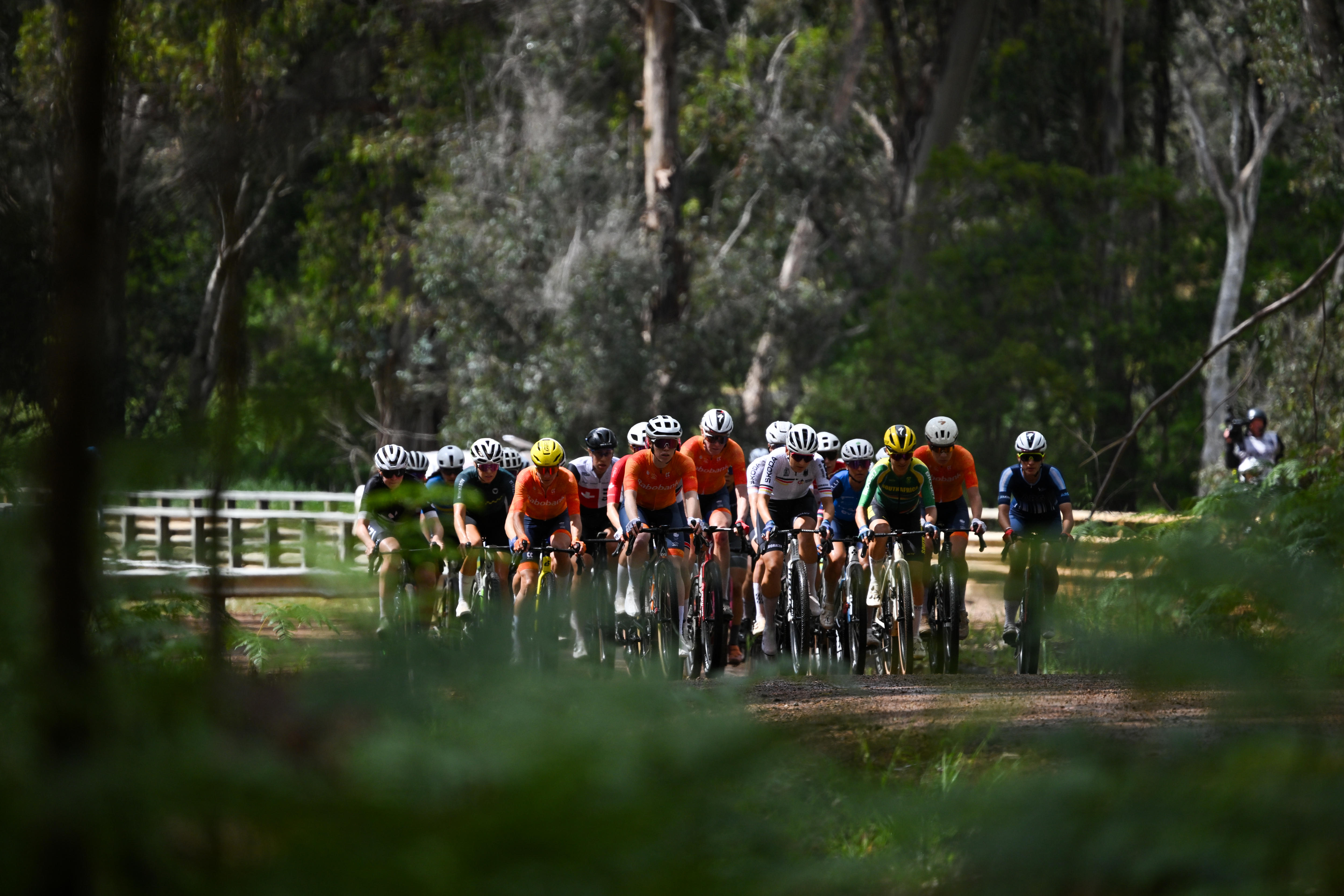 A pack of cyclists with tall trees in the background.