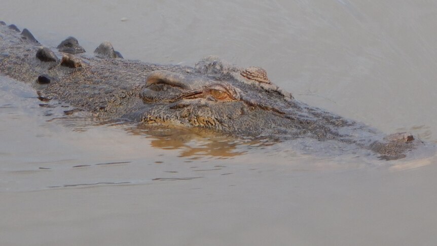 Close up of Crocodile