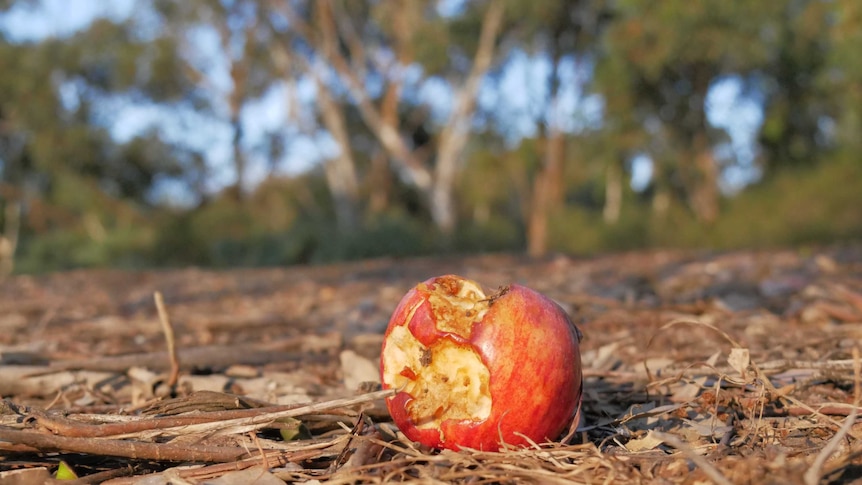 An apple core on the side of a highway