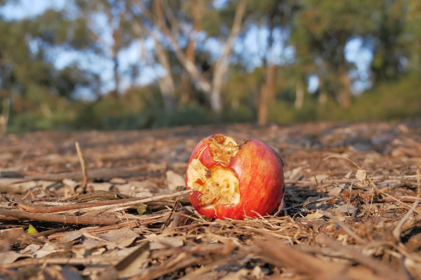 An apple core on the side of a highway