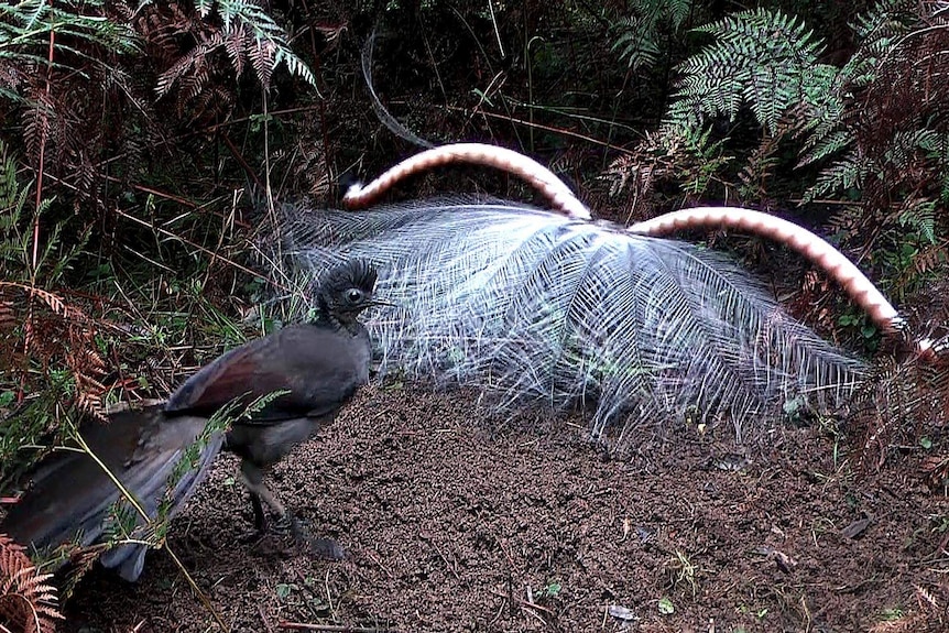 Lyrebirds may mimic sound of 'mobbing' flock of birds to trick females into  mating, study says - ABC News
