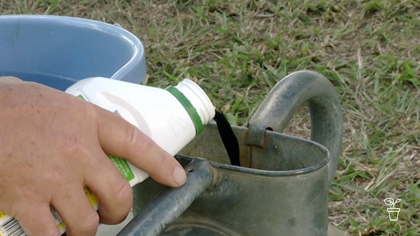 Black liquid being poured into a watering can from a white plastic bottle