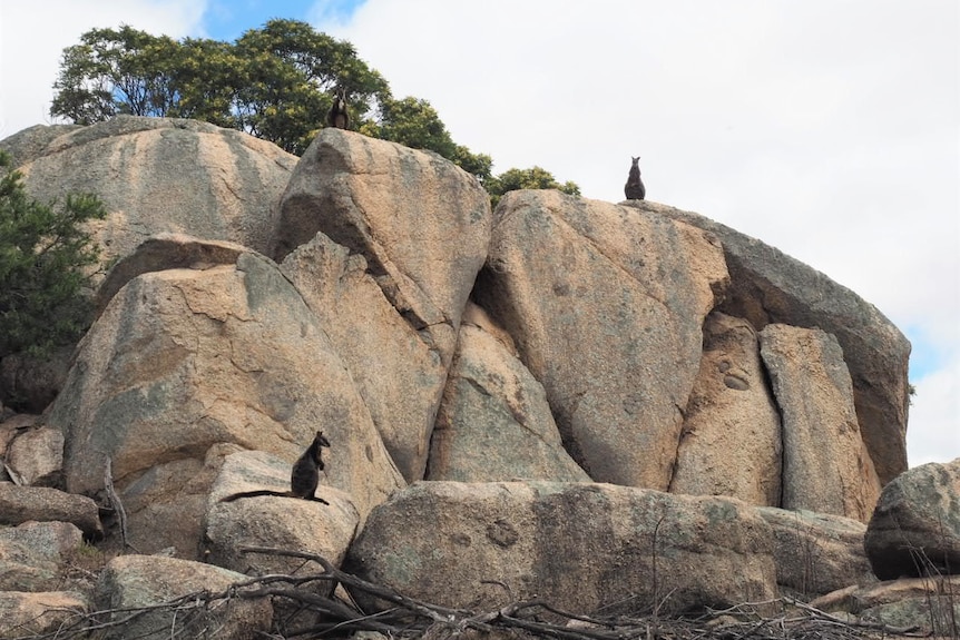 A wallaby stands on top of a large cluster of boulders. A second wallaby is on a lower ledge.