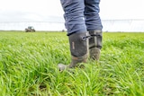 Gum boots standing in young green wheat paddock near irrigation infrastructure  